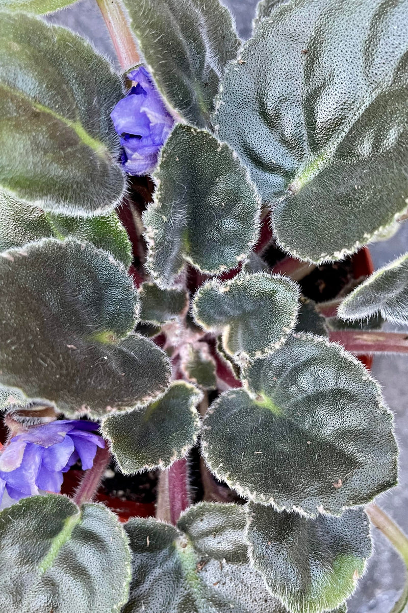 Saintpaulia ionantha "African Violet", Specialty 4"
