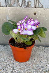 Saintpaulia ionantha "African Violet" in a 4" growers pot