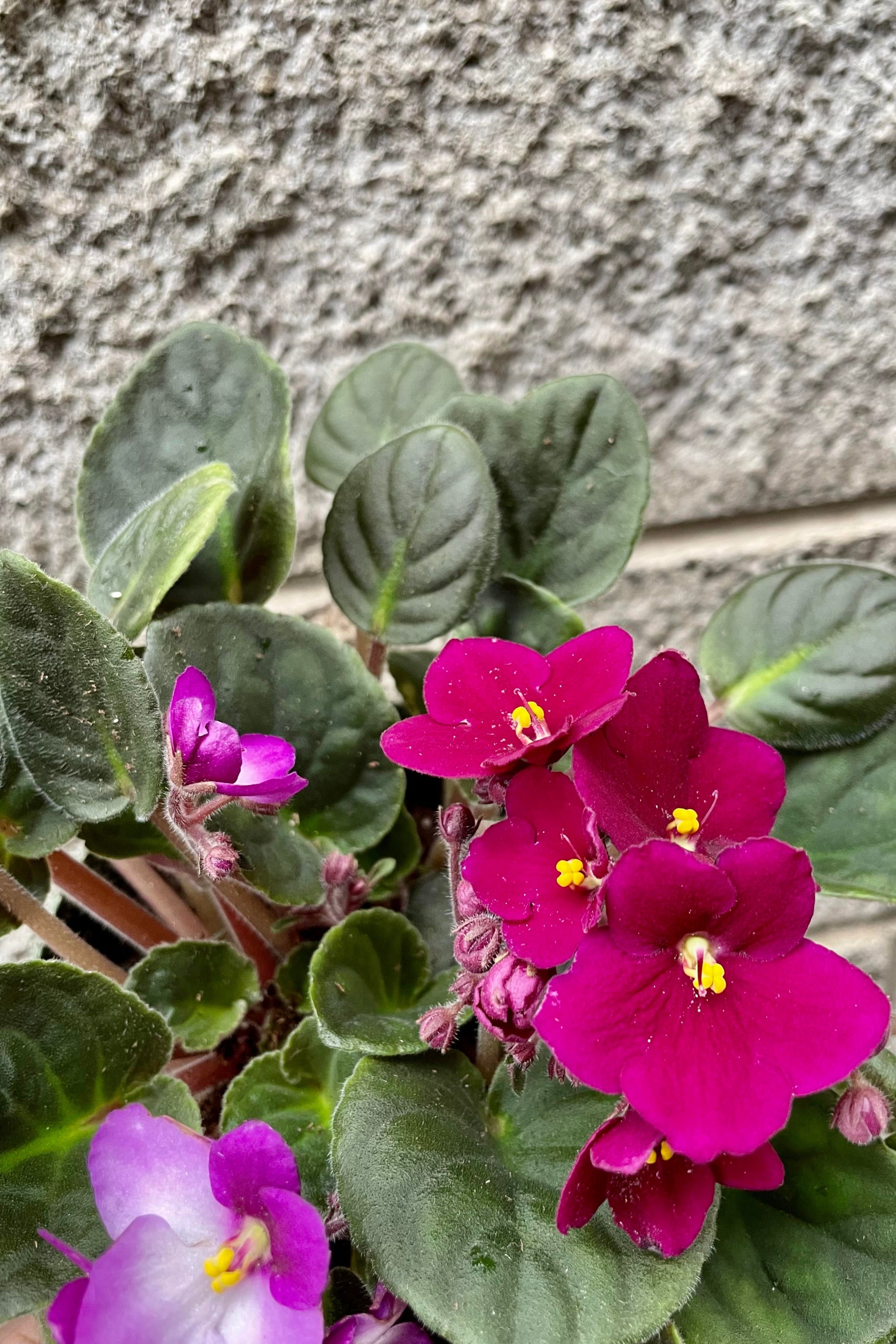 A detailed look at a second color variation  for the Sainpaulia ionantha "African Violet" 5". . ©Sprout Home