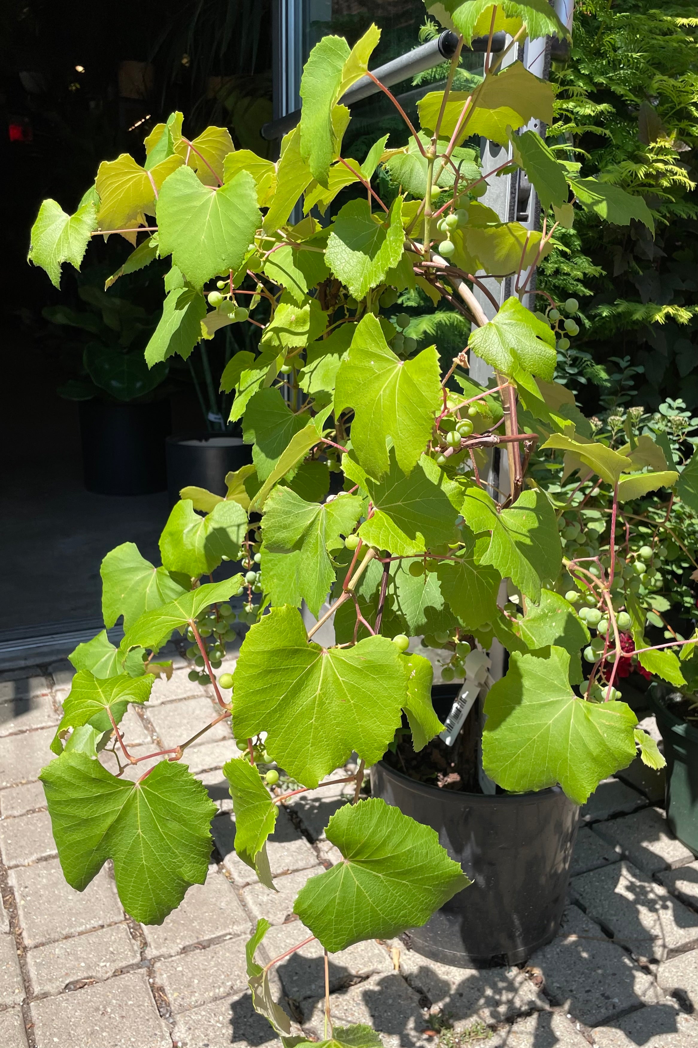 Vitis 'Concord Seedless' in mid July in a #3 growers pot showing the lush green leaves at Sprout Home.