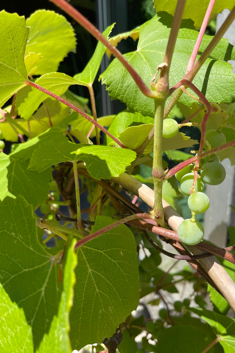 close up of the green leaves, stems and fruit of the Concord grape vine prior to the fruit ripening in mid July.