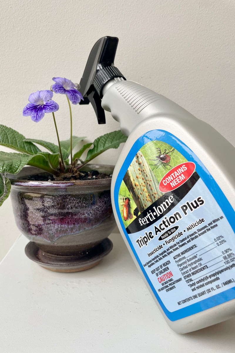 Fertilome triple action plus spray bottle against a white wall with a plant