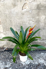 A full view of the Vriesea 4" in a grow pot against a concrete backdrop