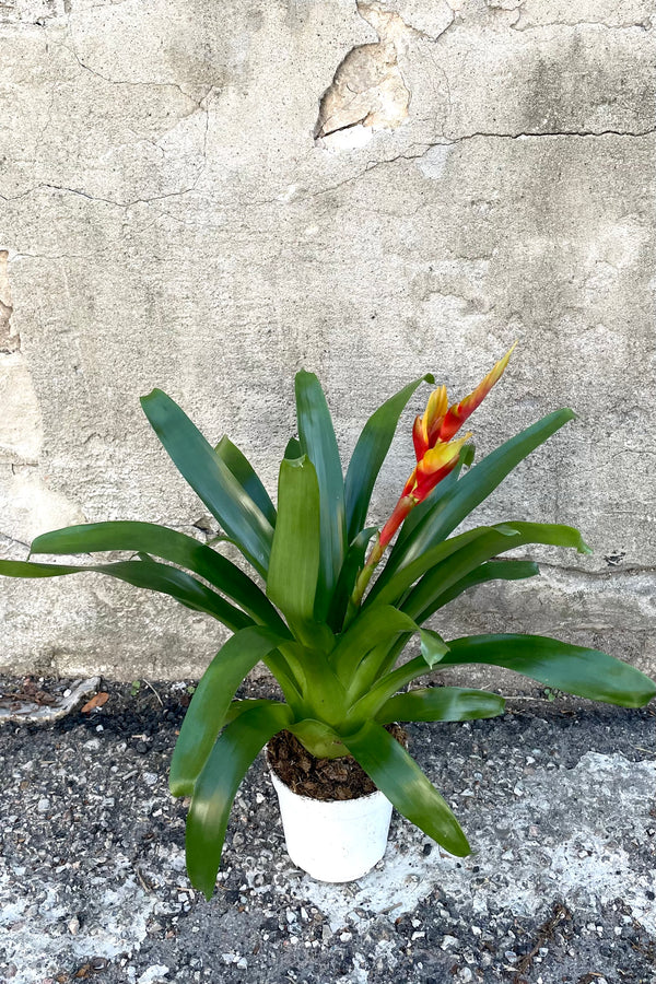 A full view of the Vriesea 4" in a grow pot against a concrete backdrop