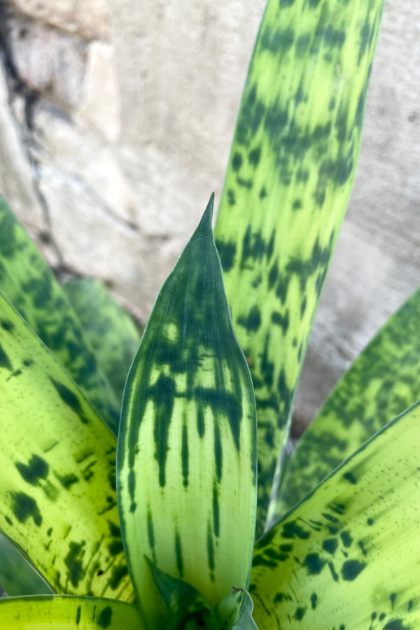 A detailed view of Vriesea 'Batik' 6" against a concrete backdrop