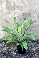 A fuill view of Vriesea 'Batik' 6" in a grow pot against a concrete backdro