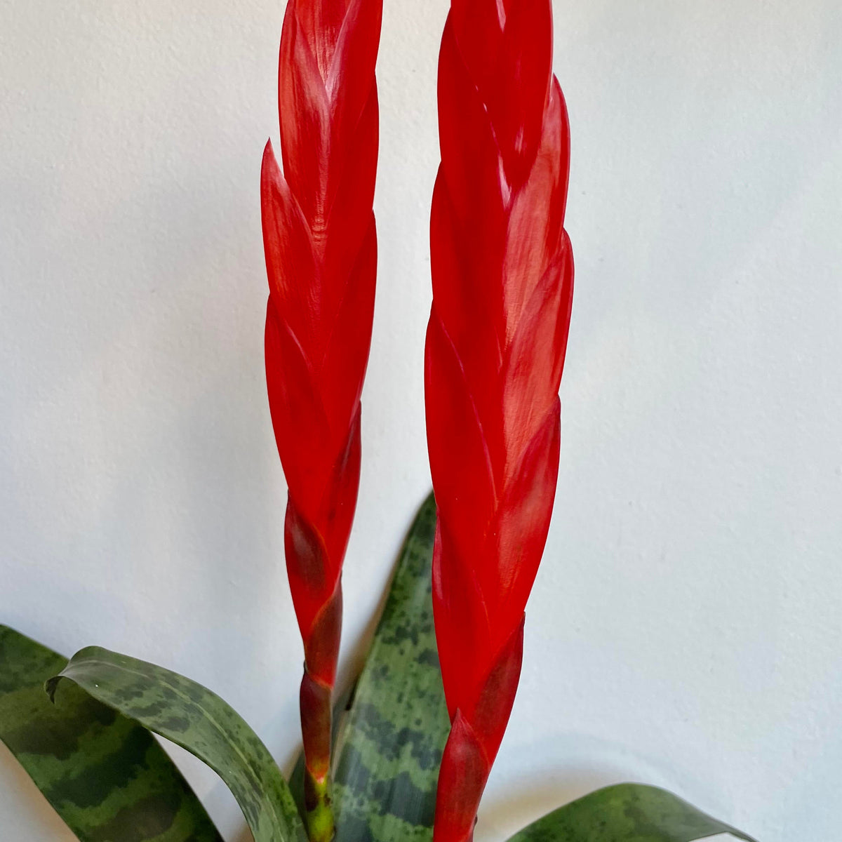 Vriesea 'Splenriet' 6