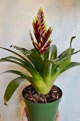 The Vriesea 'Vogue' is held against a white backdrop.