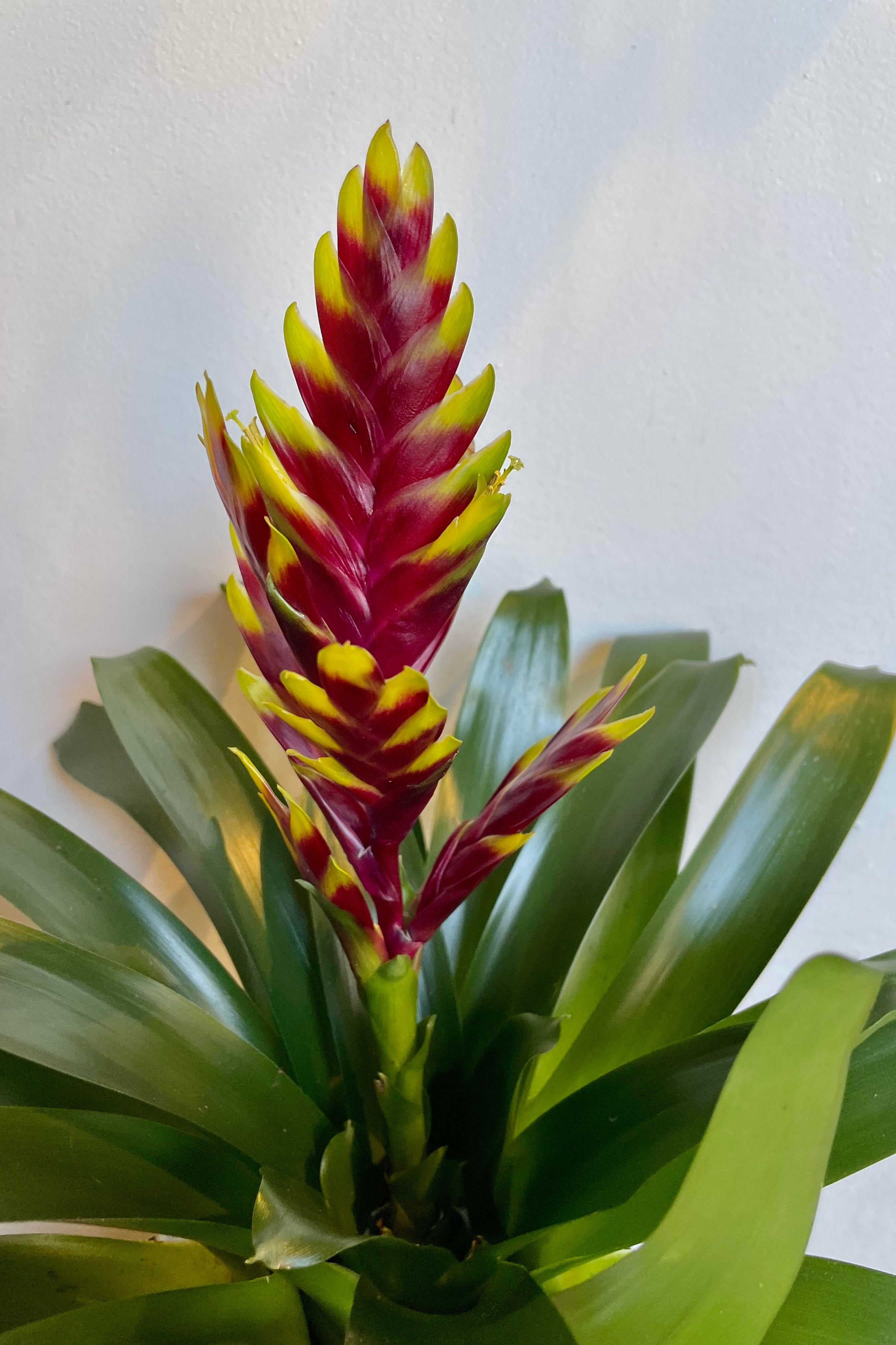 A detailed look at the Vriesea 'Vogue' 6".