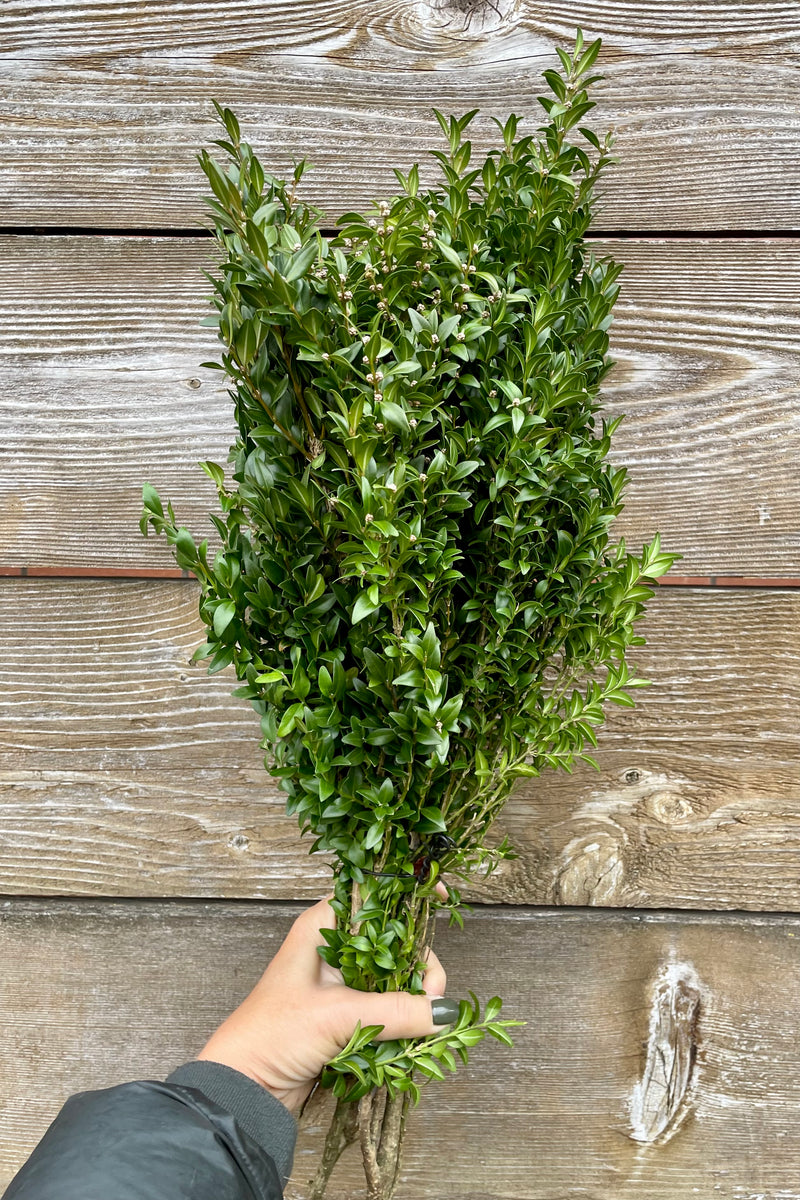 Bunch of Boxwood sold at Sprout Home to decorate winter containers being shown held against a wood fence.