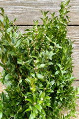 Detail picture of the green ovate leaves of a bunch of boxwood greens to decorate winter containers with. 