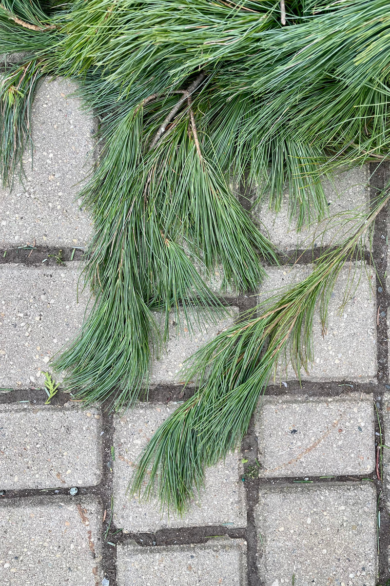 Detail picture of White Pine garland laying on the gray brick background. 