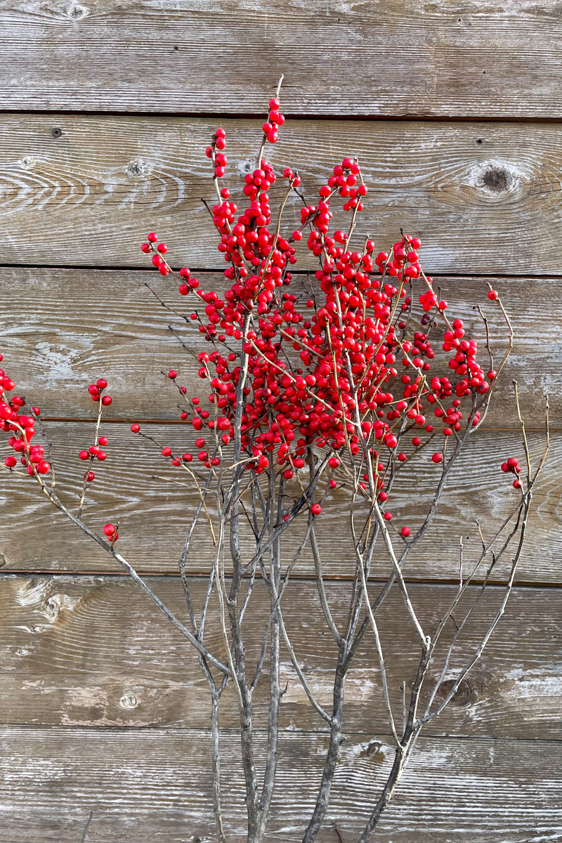 Red winterberry branch bunch against a wood fence.