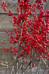 detail picture of winterberry branches showing its bright red berry