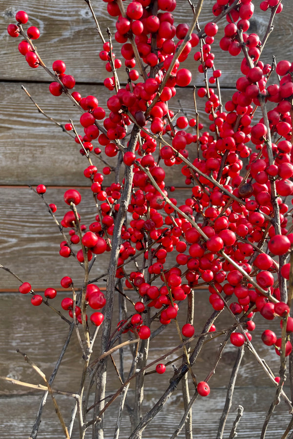detail picture of winterberry branches showing its bright red berry