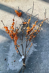 Orange Winterberry branch bundle against a grey wall. 