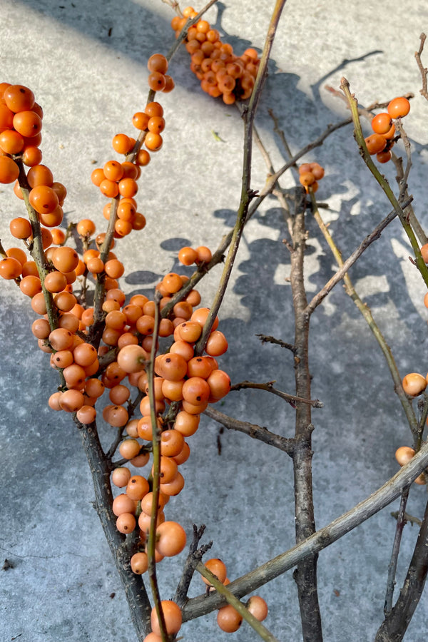 detail picture of orange winterberry branches showing the coral colored berries. 