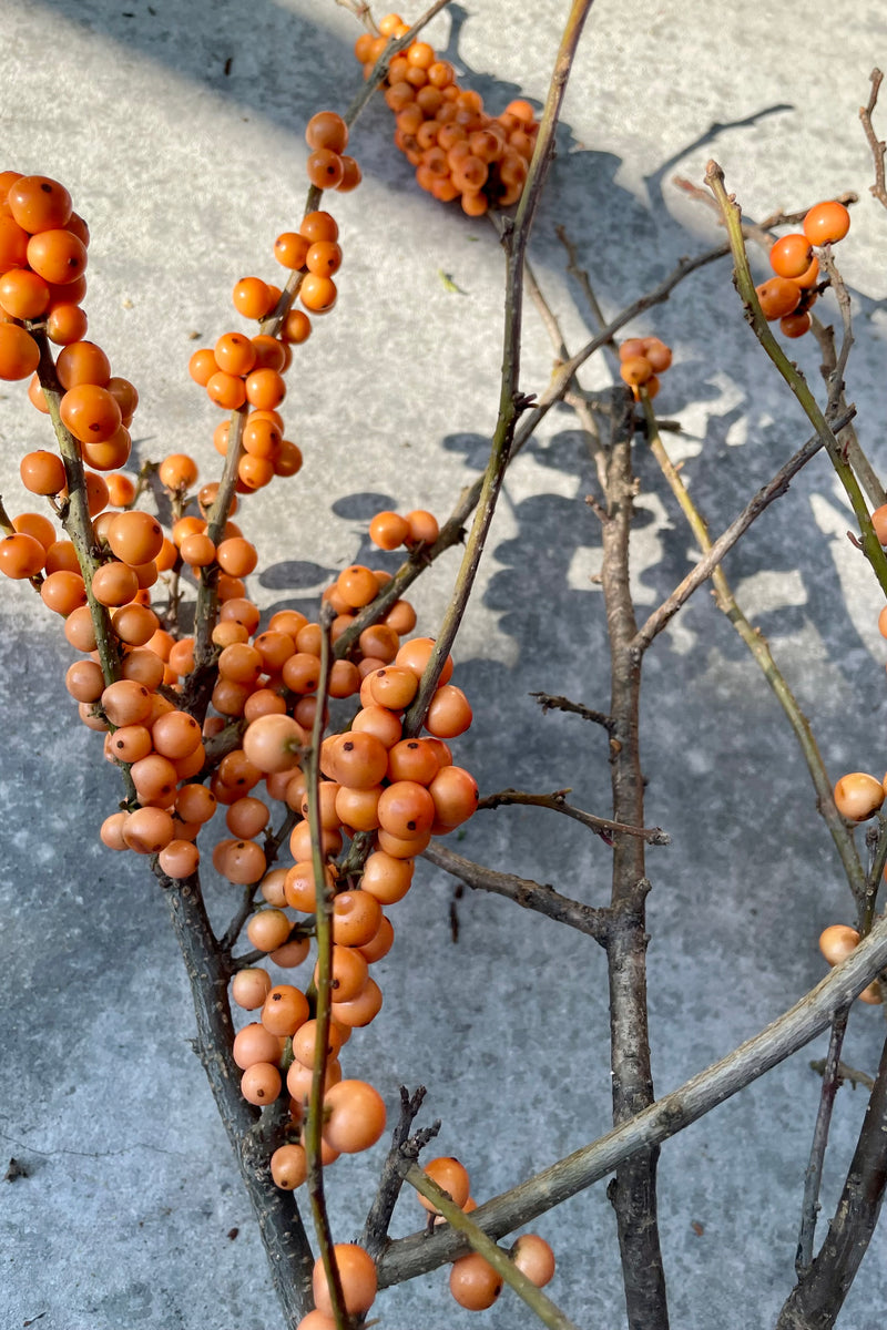 Detail picture of the coral orange winterberries on a branch.