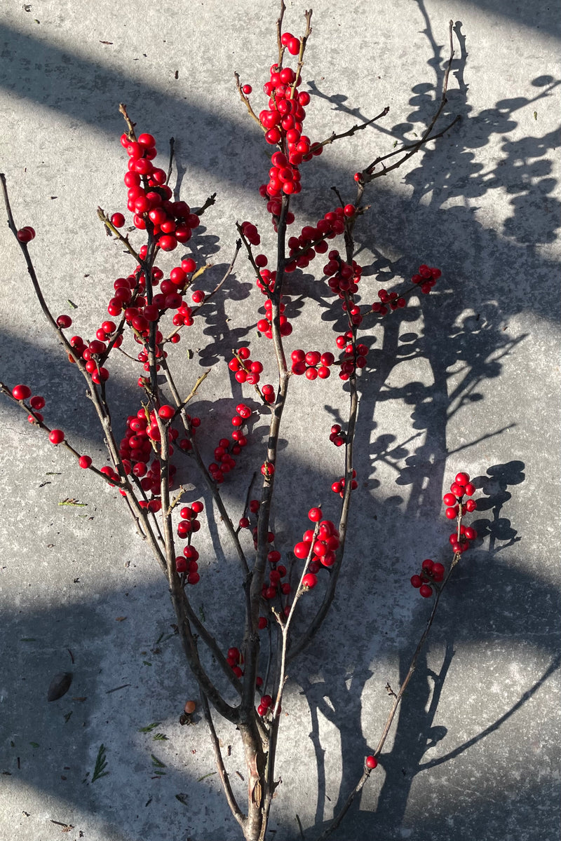 Red winterberry bunch against a grey wall. 