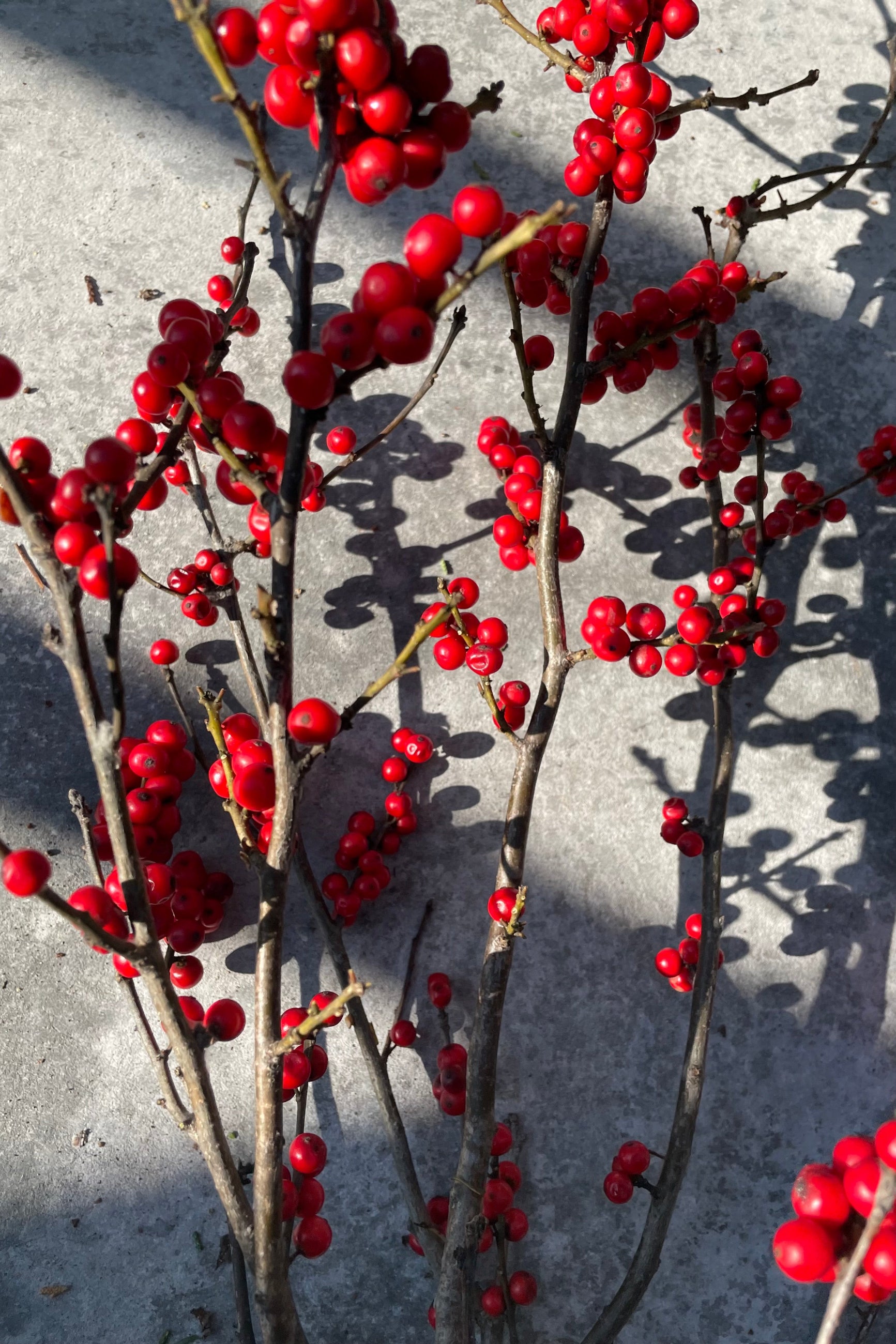 detail picture of a red winterberry branch bundle showing off the bright red berries.  ©Sprout Home