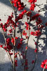 detail picture of a red winterberry branch bundle showing off the bright red berries. 