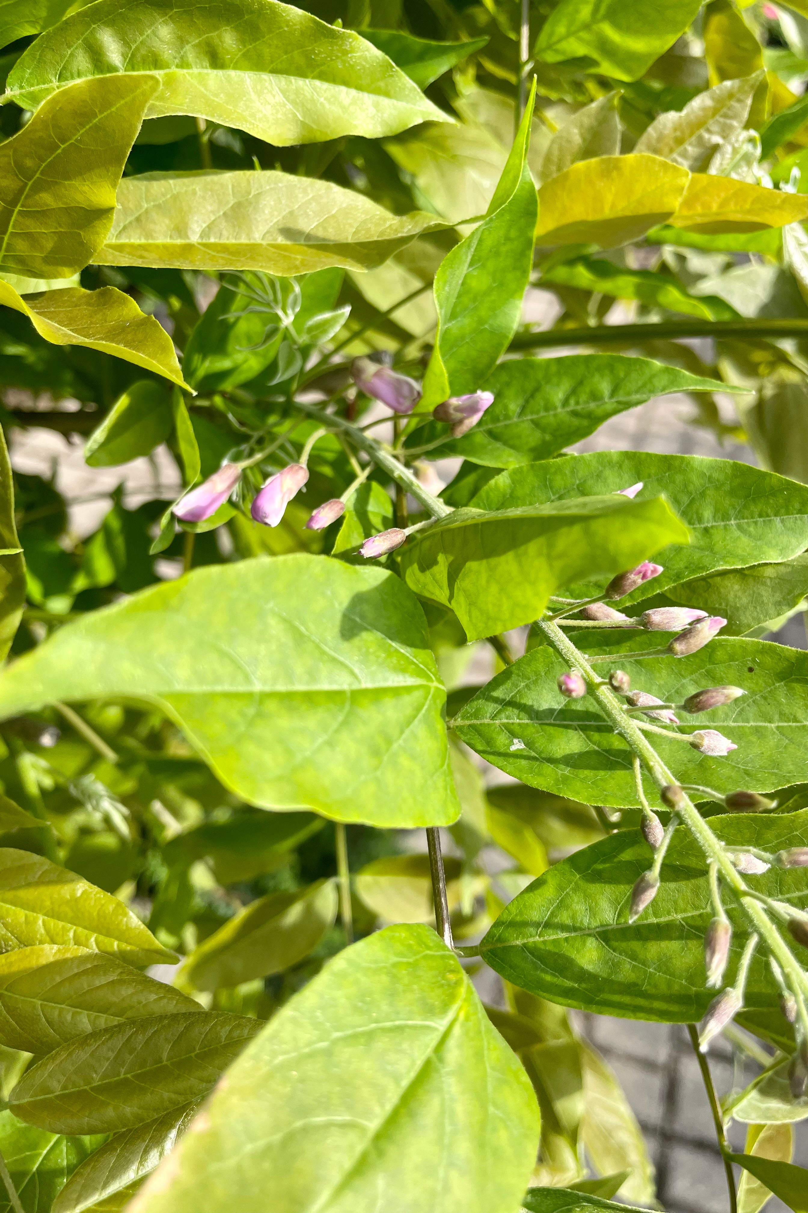 The light pink dusty buds about to bloom on the Wisteria 'Honbeni' mid May at Sprout Home.