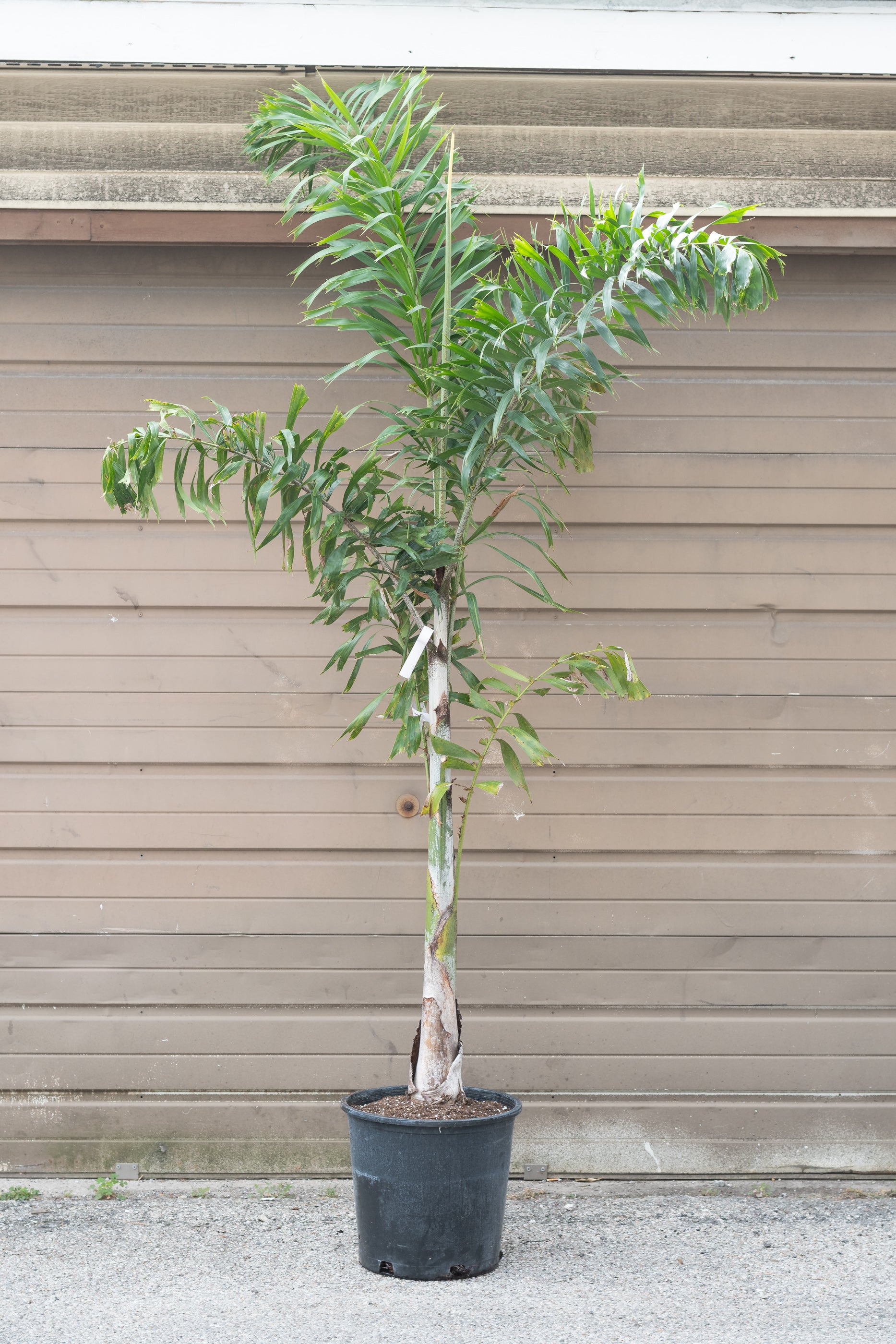 Wodyetia bifurcata in grow pot in front of brown garage door