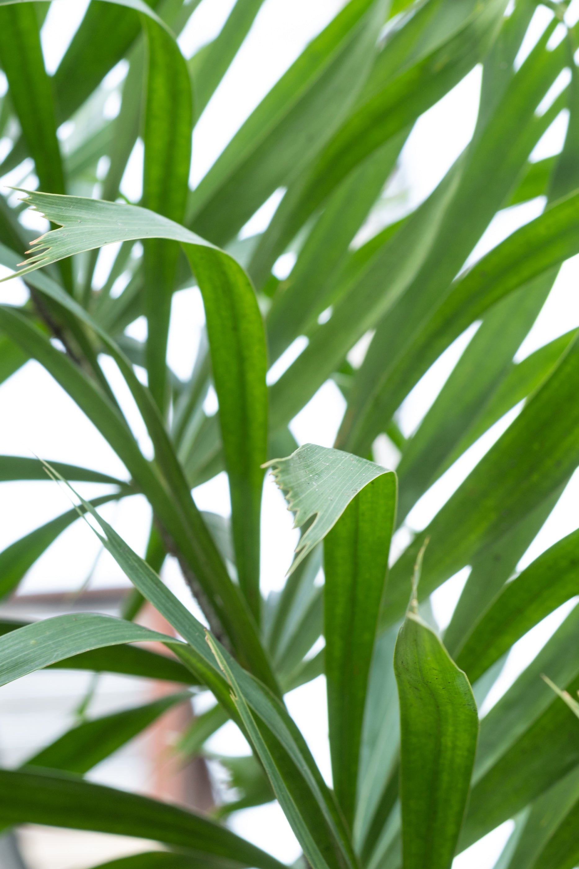 Close up of Wodyetia bifurcata leaves