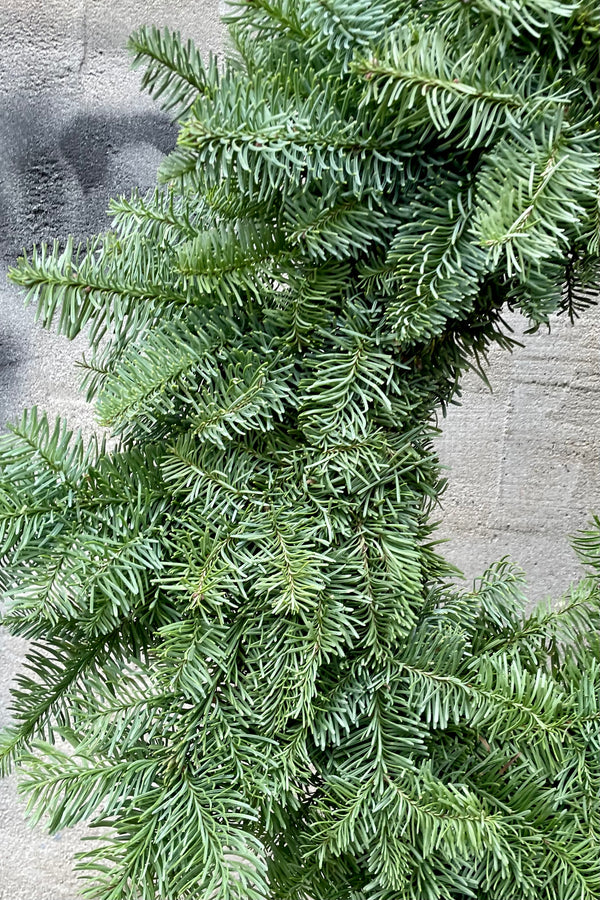 a detail of a noble fir wreath side against a gray background 