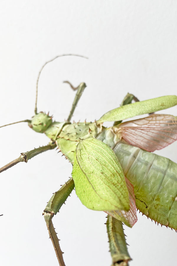 A close-up view of Heteropteryx against a white backdrop