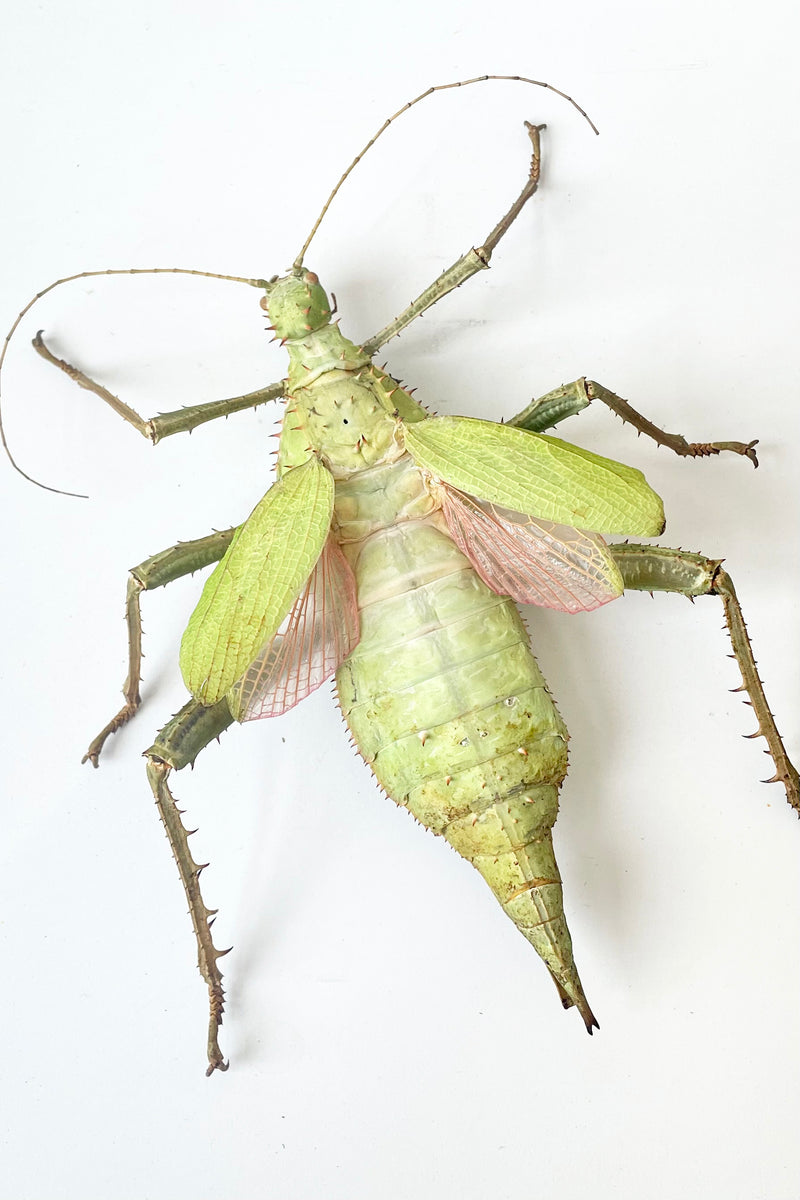 An overhead view of Heteropteryx dilatata, a very large bright green stick bug with wide abdomen against a white backdrop