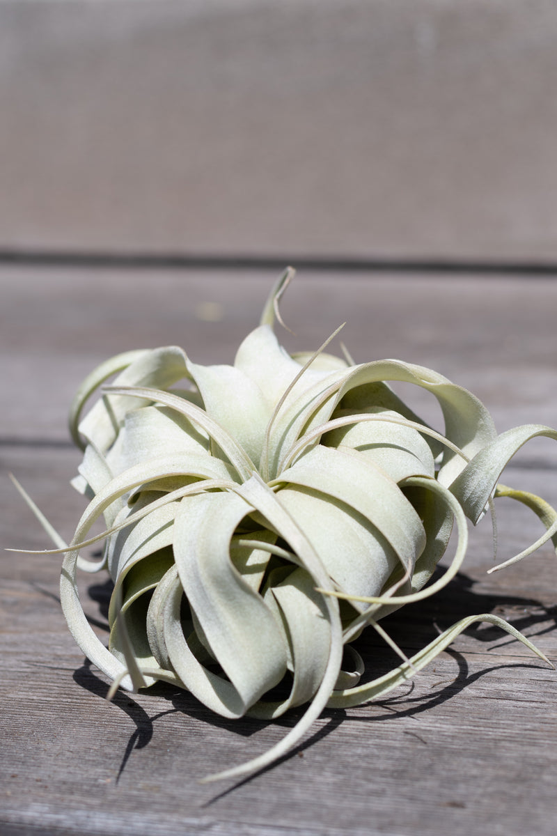 Tillandsia xerographica small sitting on grey wood background