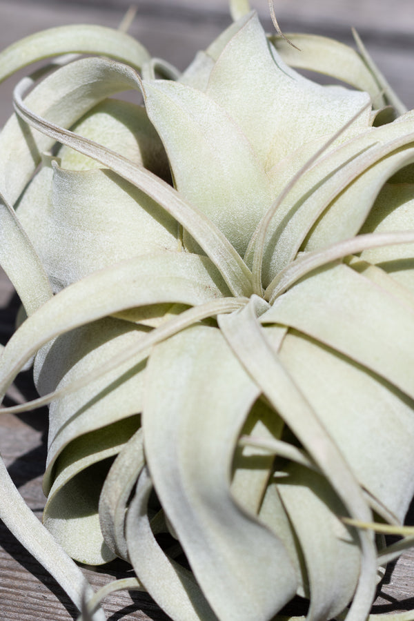 Close up of Tillandsia xerographica small