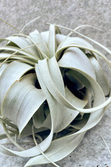 Close up of Tillandsia xerographica "air plant" in front of grey background