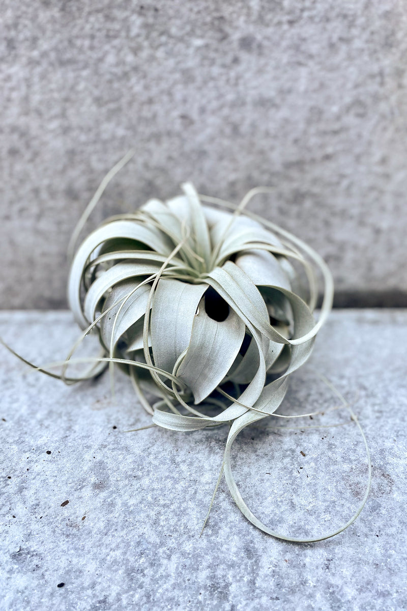 Tillandsia xerographica "air plant" in front of grey background