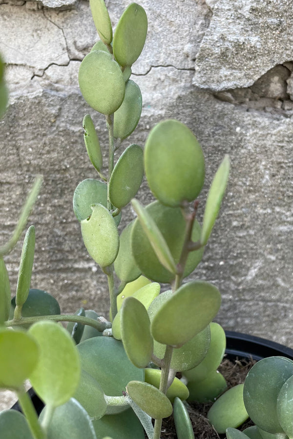 A detailed view of Xerosicyos danguyi #1 against concrete backdrop