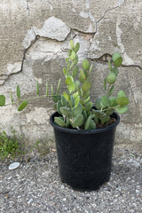 A full view of Xerosicyos danguyi #1 in a grow pot against concrete backdrop