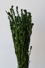 Preserved dried green Yellowgreen bunch against a white background