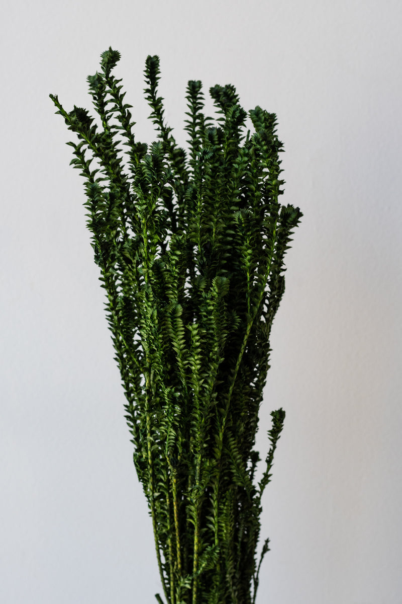 Preserved dried green Yellowgreen bunch against a white background