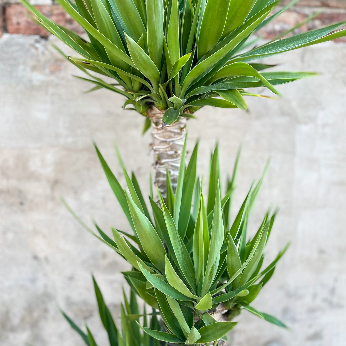 Yucca gigantea Staggered Cane 14
