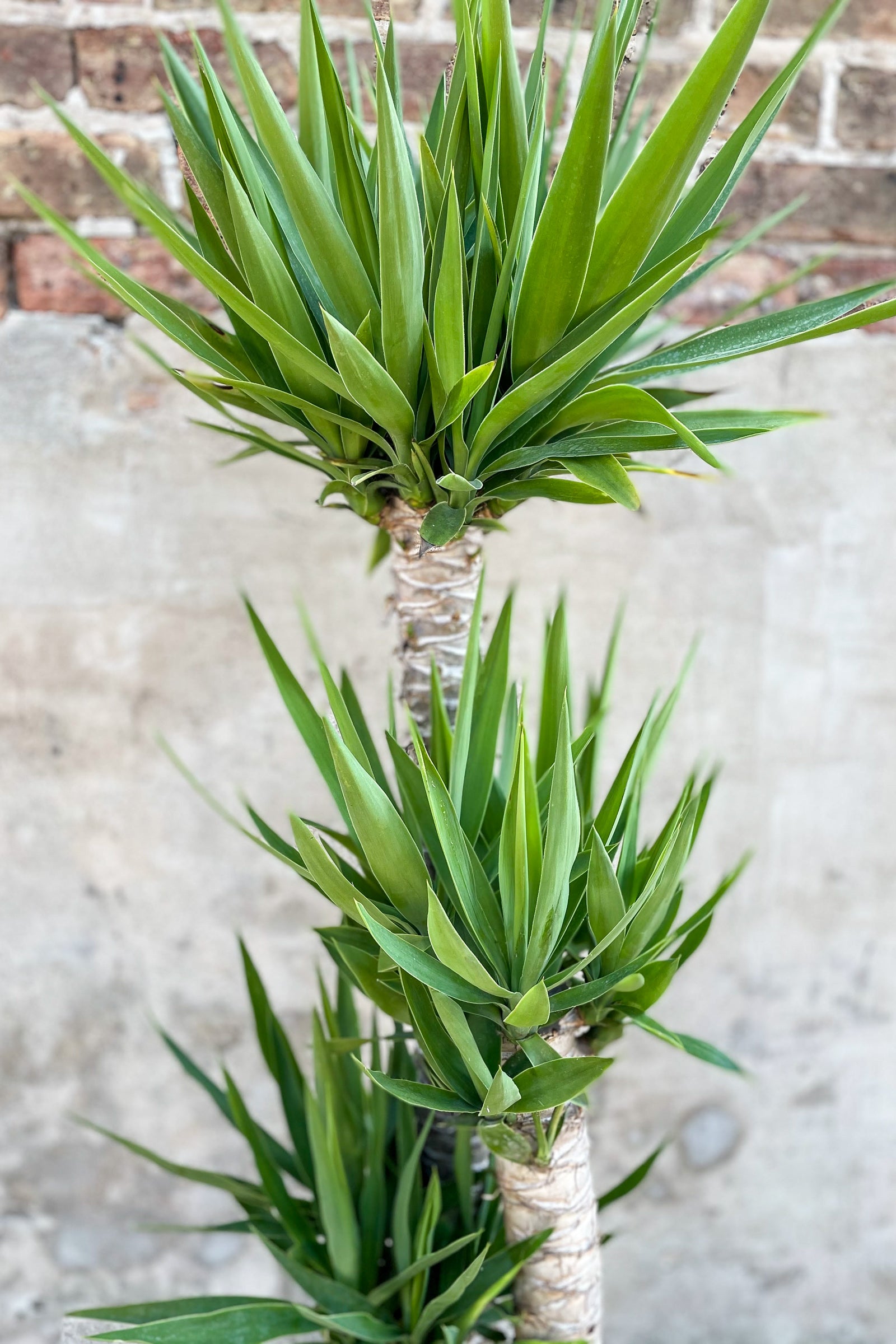 Close up of Yucca, staggered cane leaves