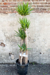 Yucca, staggered cane 14" in front of brick concrete wall
