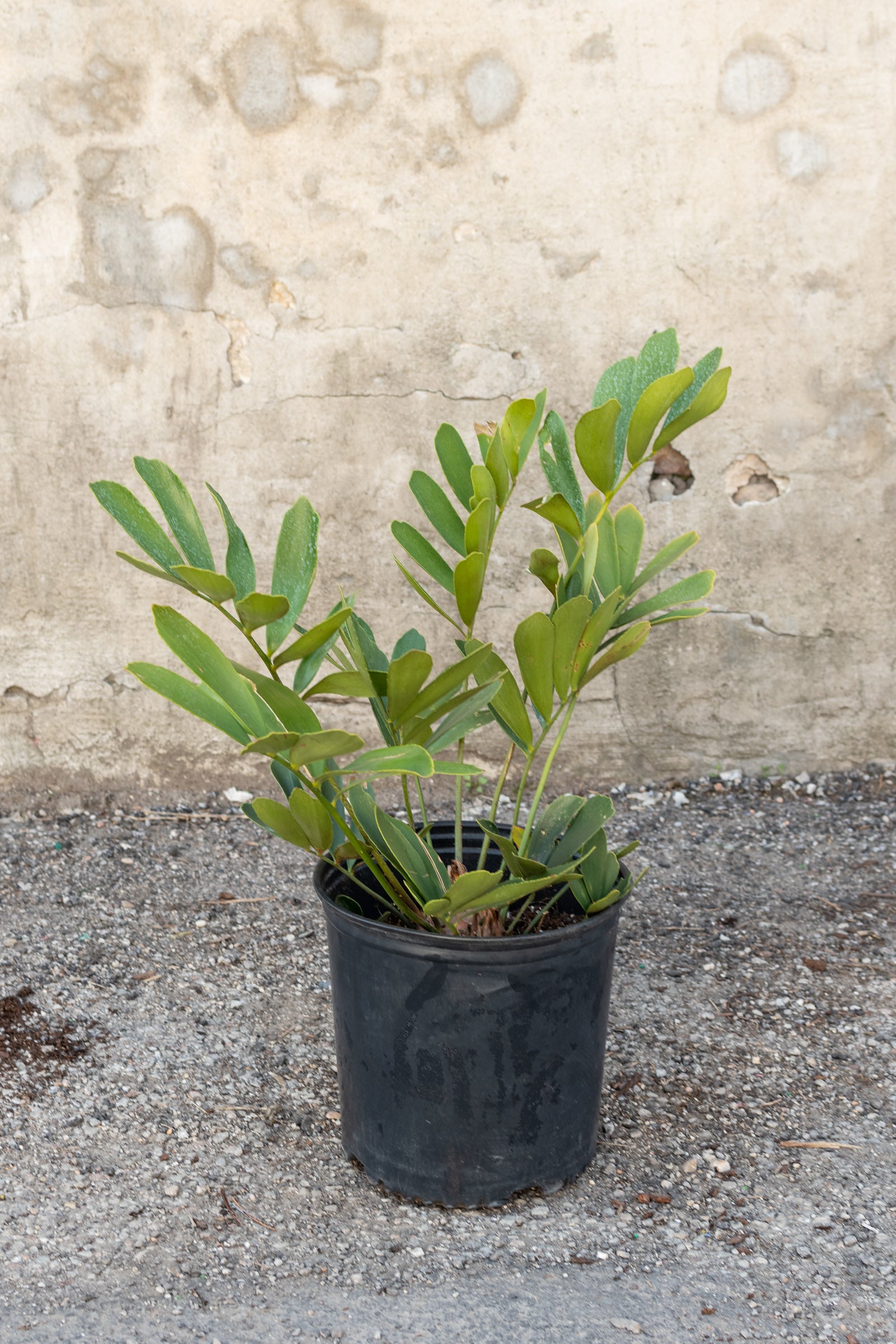 Large Zamia sp. "Cardboard Palm" in front of concrete wall