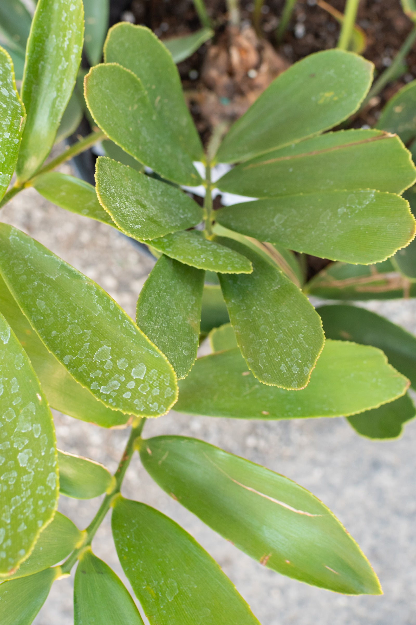 Close up of Zamia sp. "Cardboard Palm" leaves