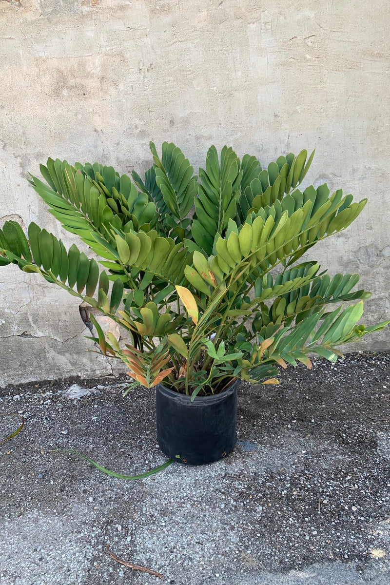 Zamia "Cardboard Palm" plant in a 14" pot