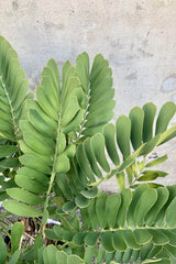 A detailed look at the Zamia furfuracea .