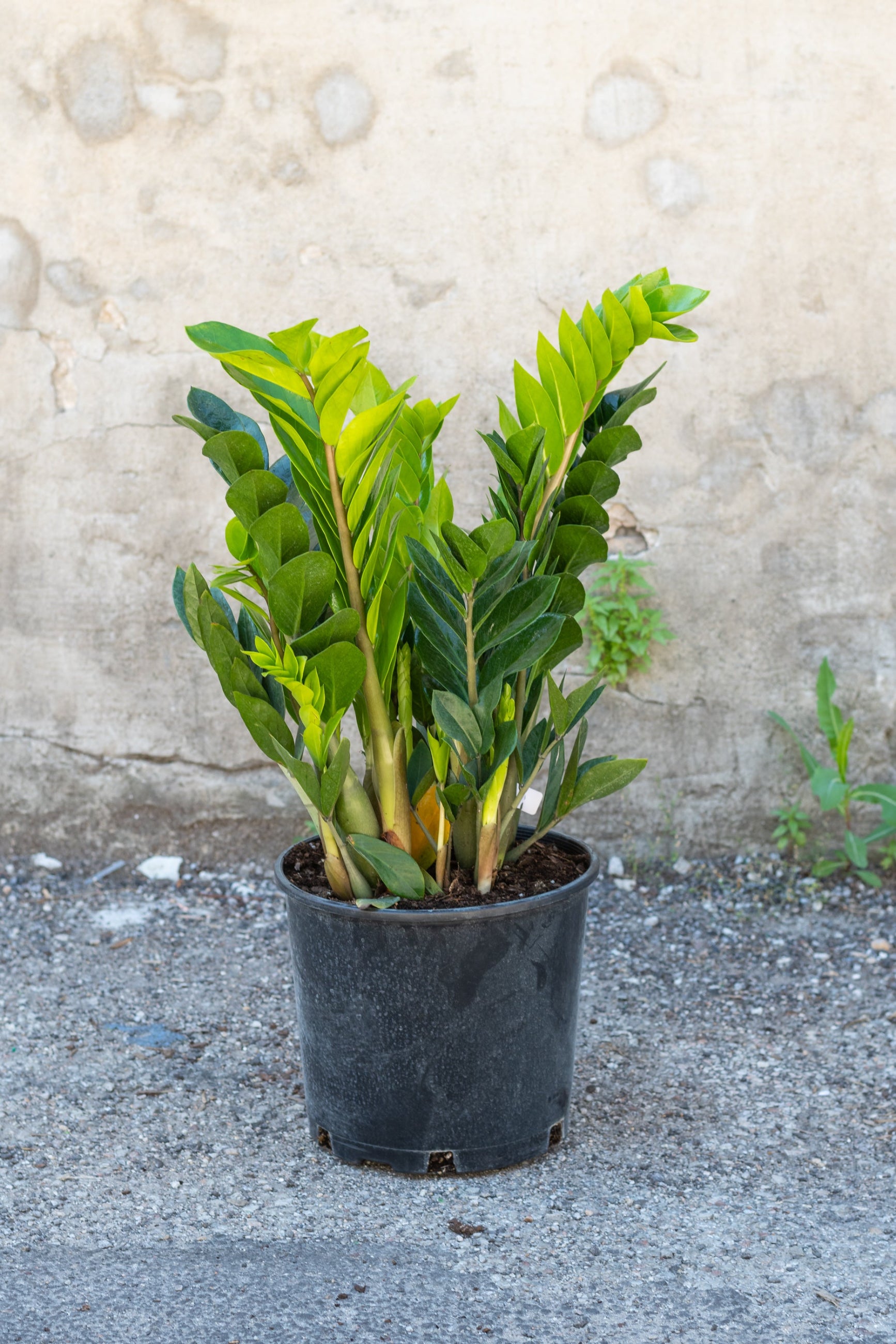 Zamioculcus zamifolia in grow pot in front of concrete background ©Sprout Home