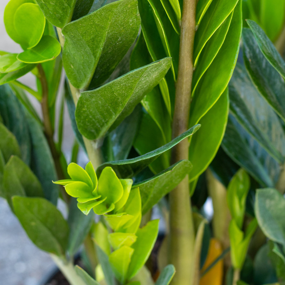 zz plant round leaves Zamioculcas Zamiifolia 'ZZ plant' Live Plant, 10" Pot