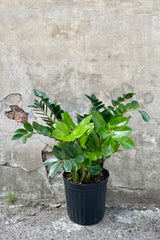 Zamioculcas zamiifolia 12" with a black growers pot against a grey wall