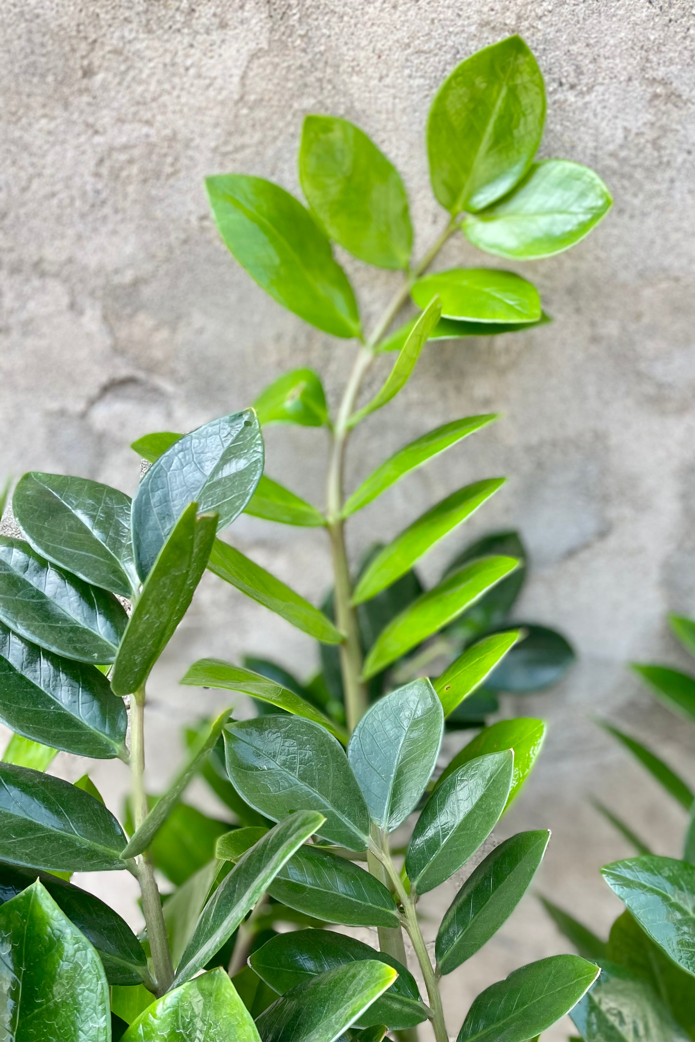 Detailed leaf picture of a ZZ plant against a grey wall.